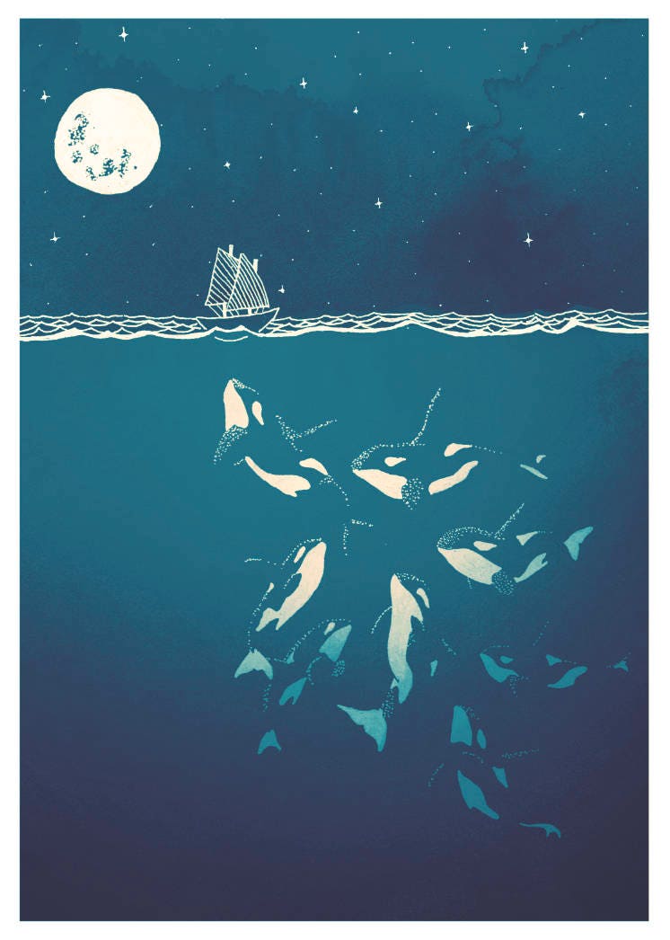 Midnight orca - killer whale print